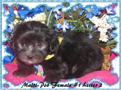 Puppies in KY